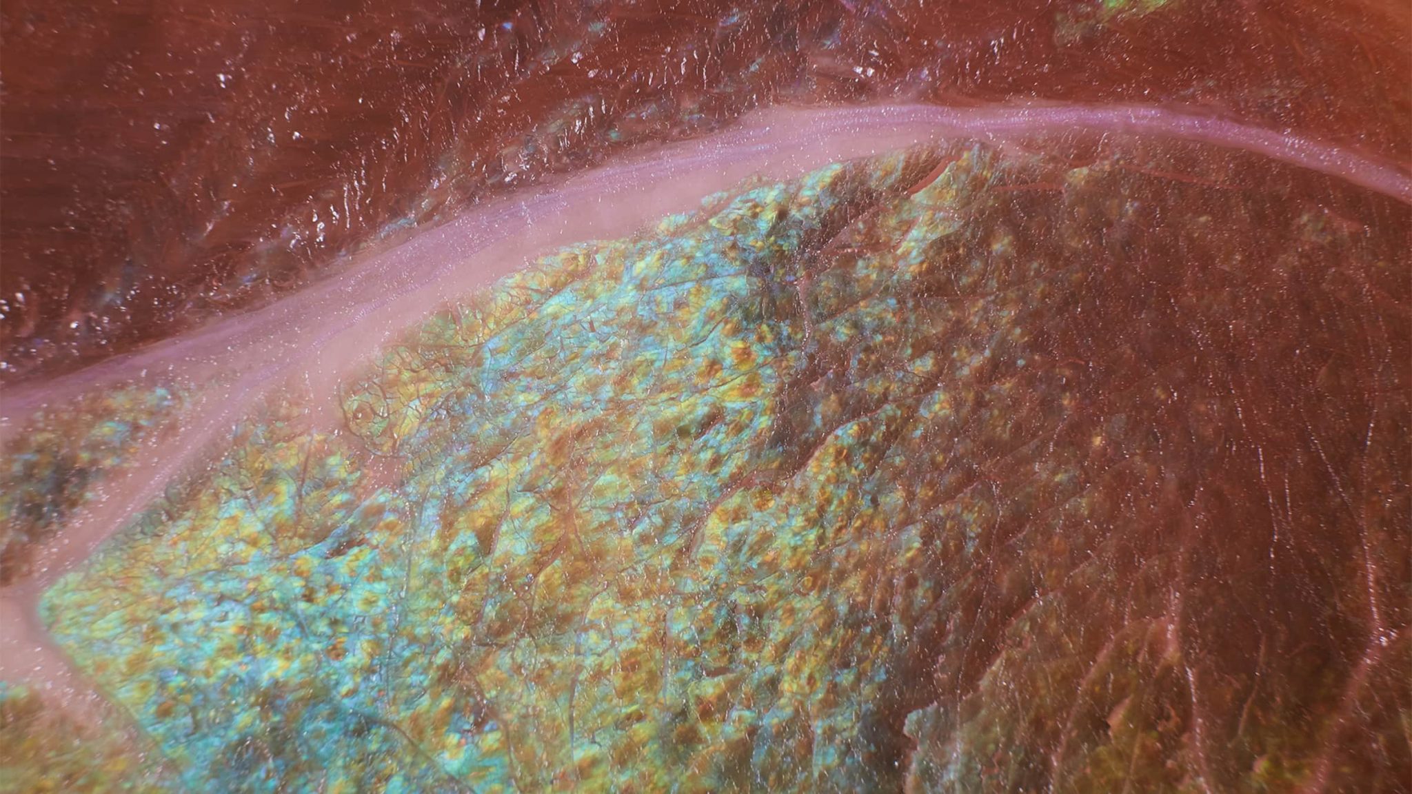 Not Just Red and White Why Rainbows Appear on Deli Meats Meat Science